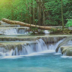 Rainforest Panoramic Shades